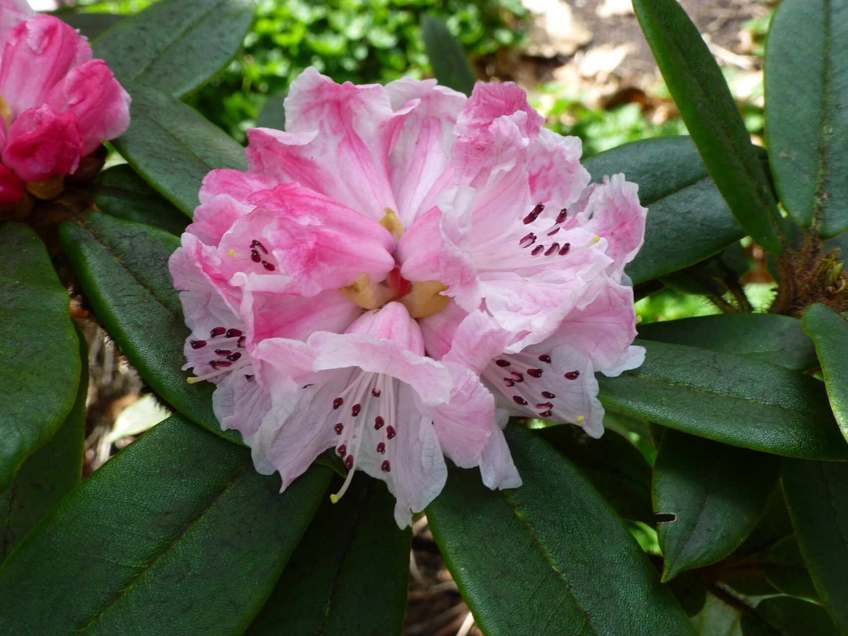 Rhododendron pachytrichum flower