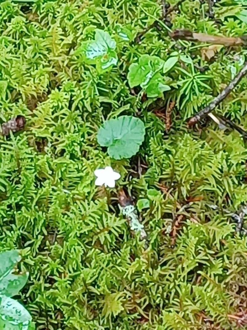 Dalibarda repens flower