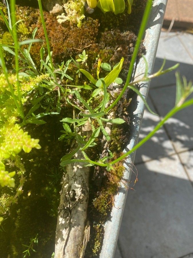 Utricularia uliginosa — search result for 'Utricularia'