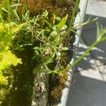 Utricularia uliginosa