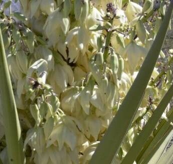 Yucca treculiana habit
