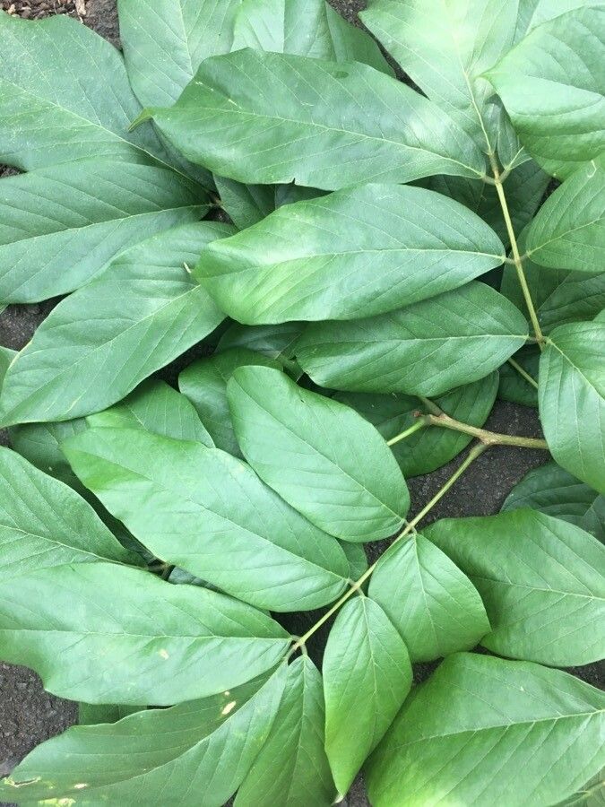 Lonchocarpus heptaphyllus leaf