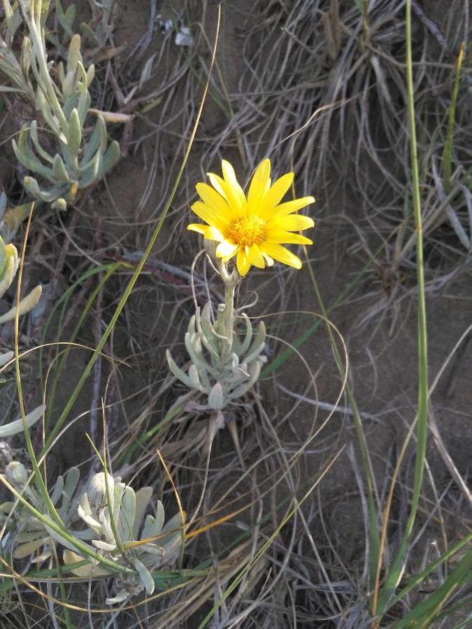 Senecio crassiflorus flower