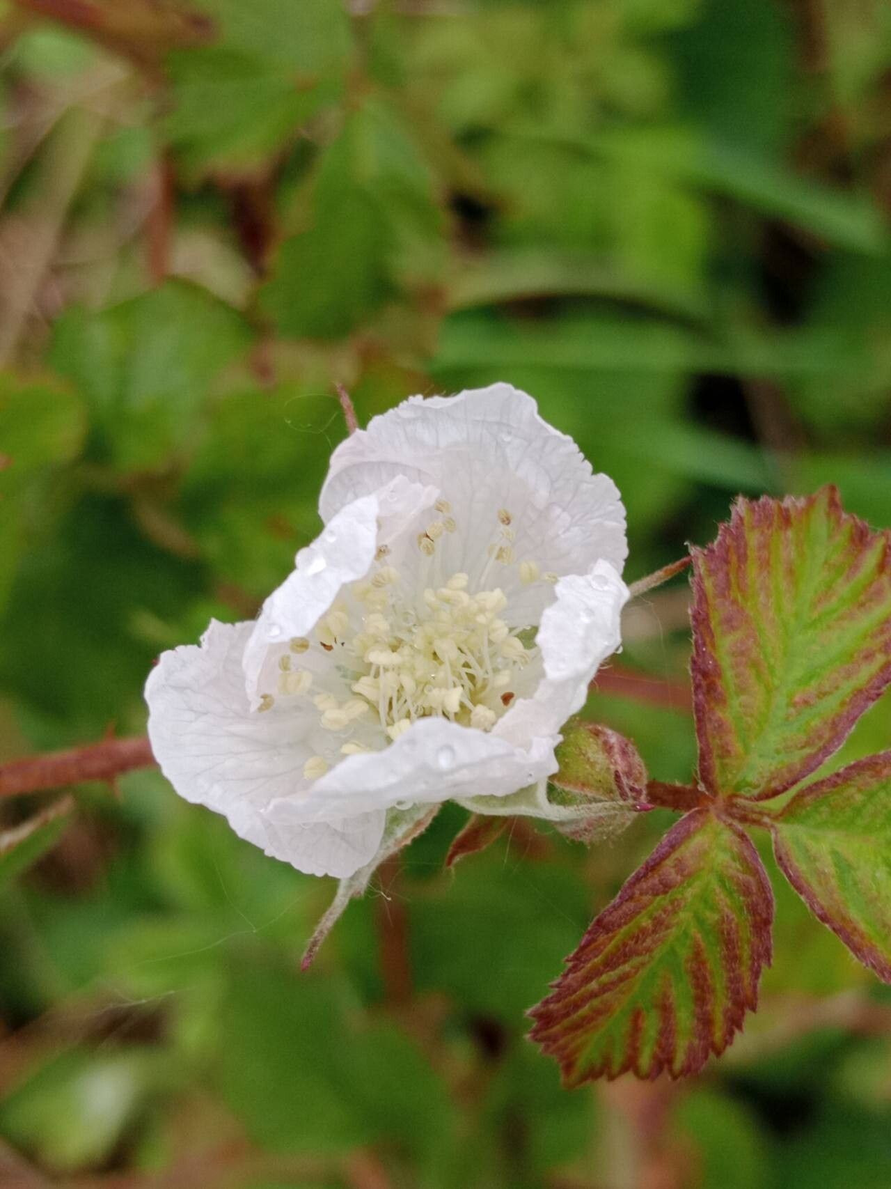Rubus ferus flower