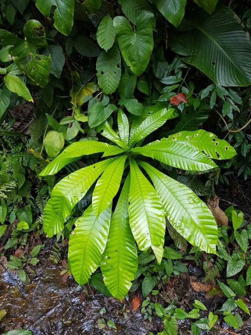 Grias cauliflora leaf