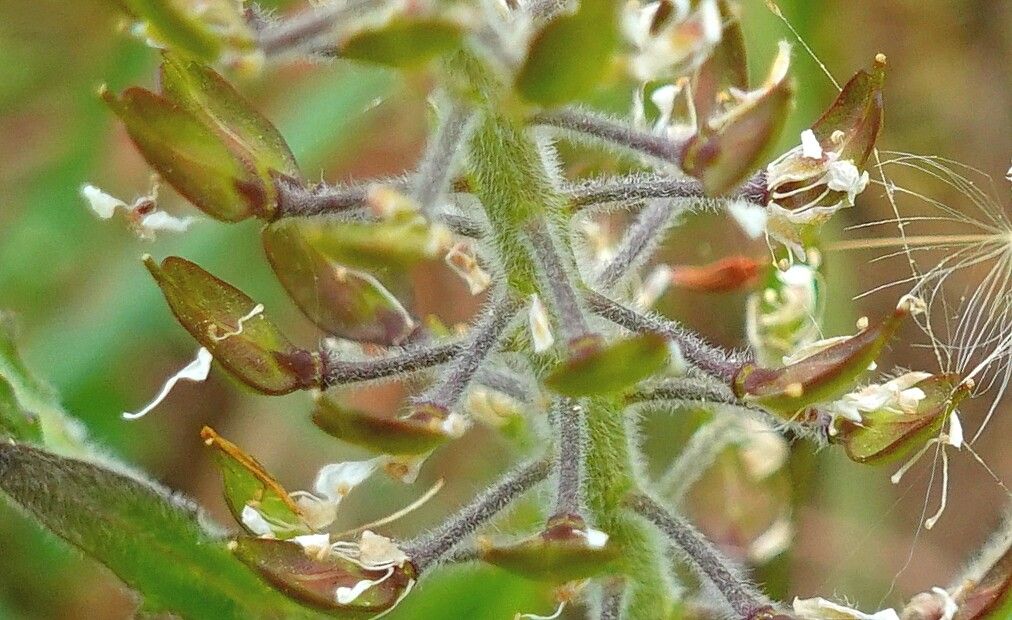 Lepidium heterophyllum fruit