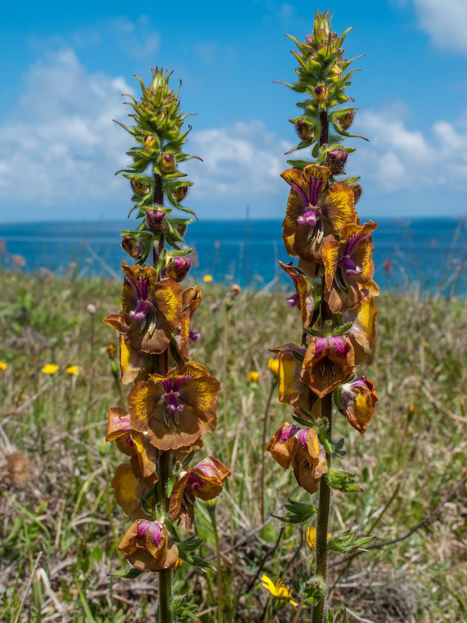 Verbascum bugulifolium flower