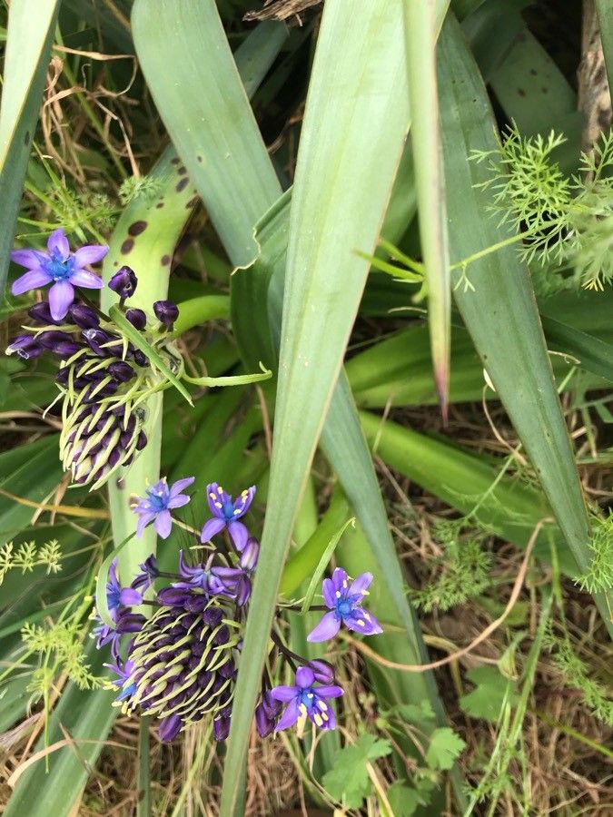 Oncostema peruviana — a medium houseplant, prefers full sun light