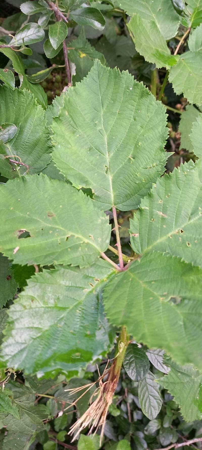 Rubus praecox leaf