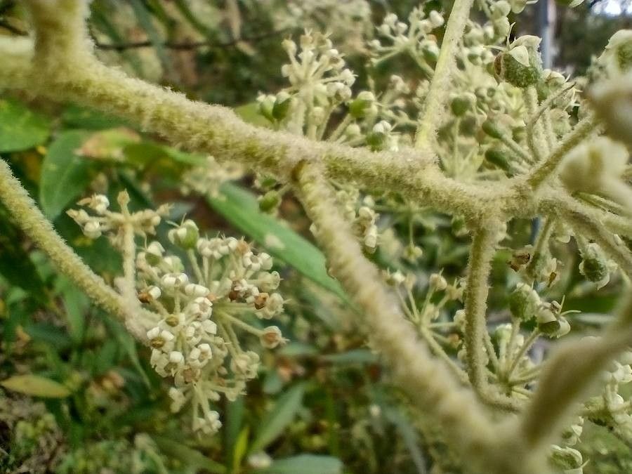 Astrotricha floccosa bark