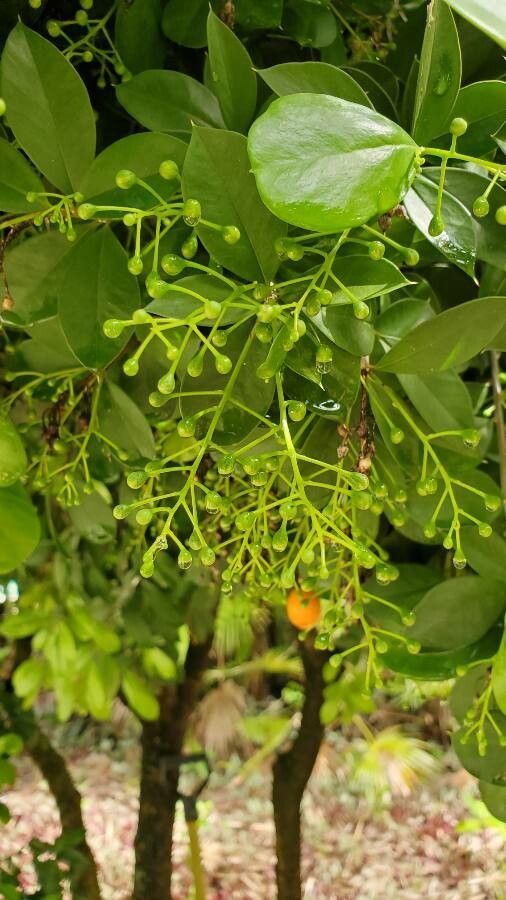Aglaia odorata flower