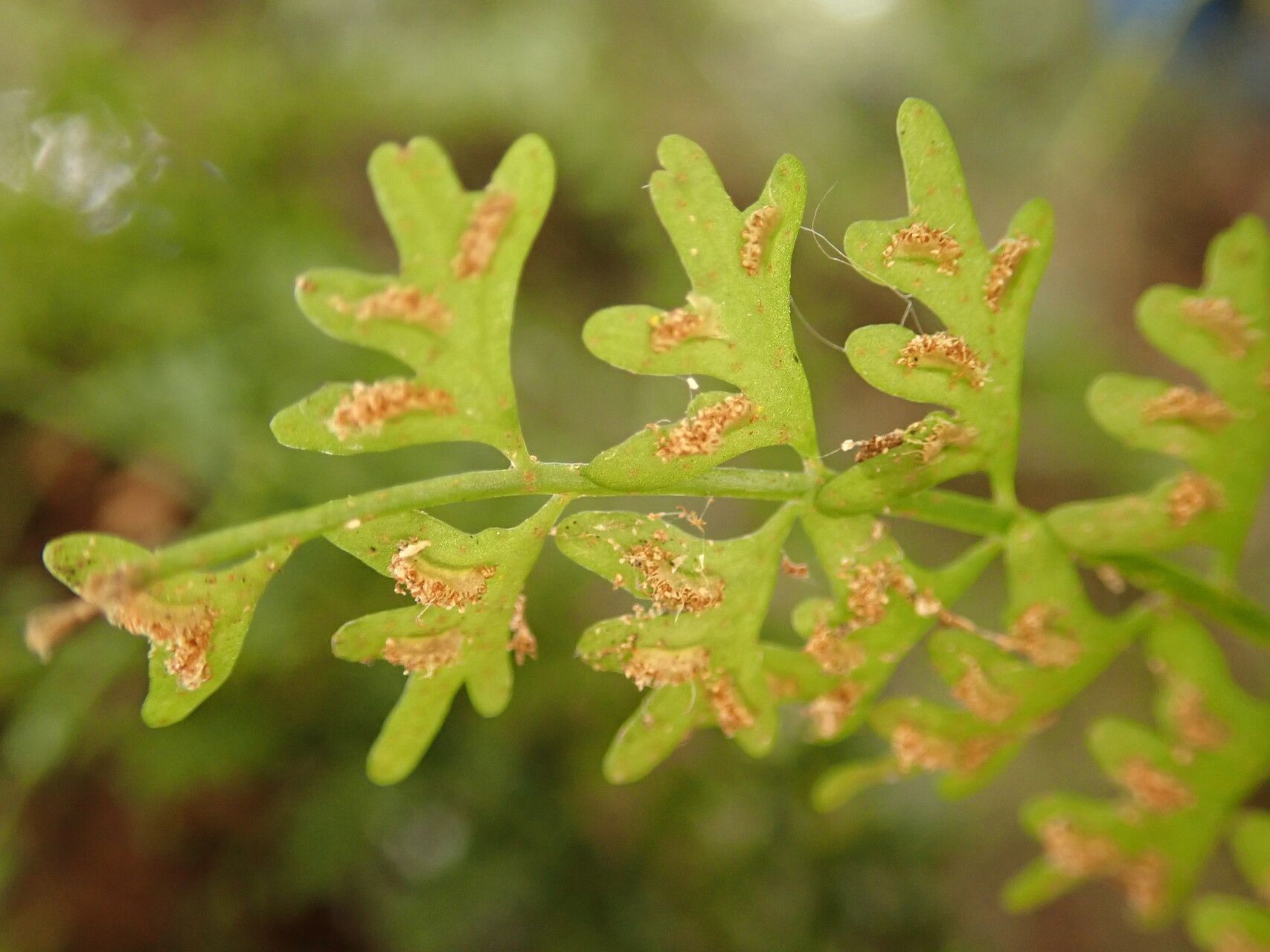Asplenium sandersonii — houseplant care guide