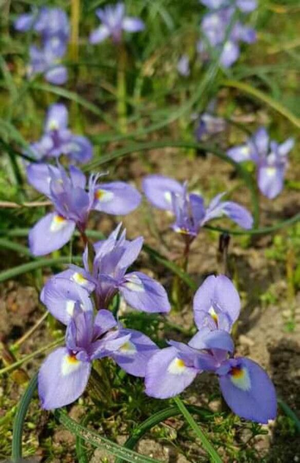 Moraea mediterranea — houseplant care guide