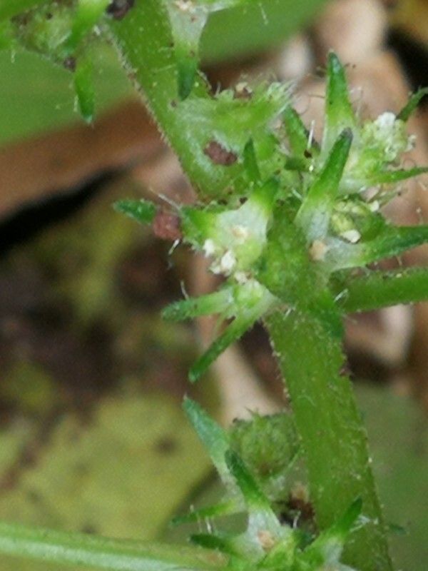 Acalypha brachystachya flower