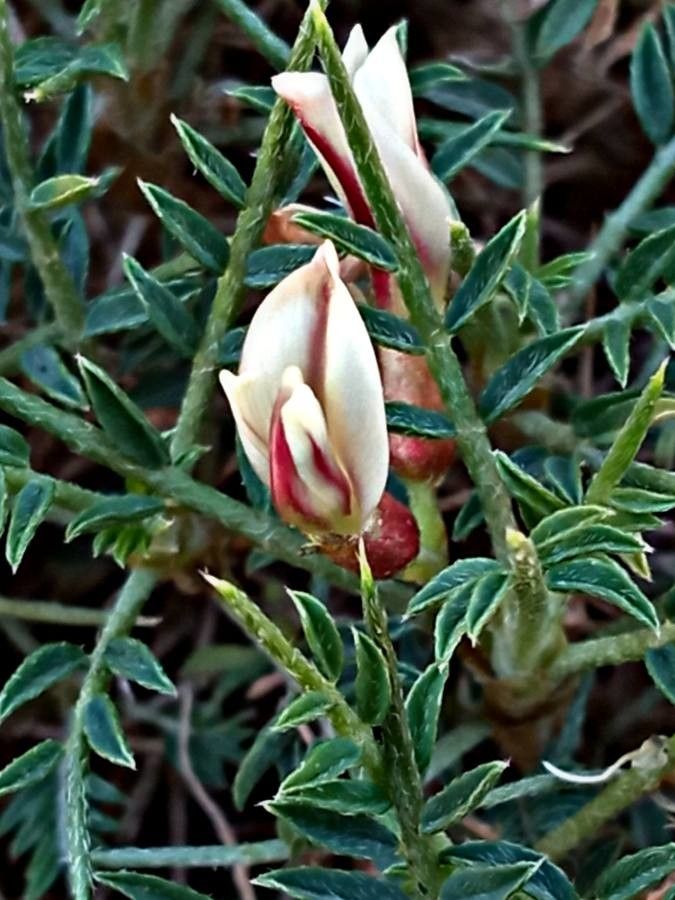 Astragalus balearicus flower