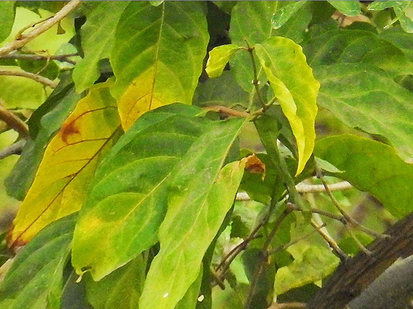 Combretum farinosum — search result for 'Combretum'