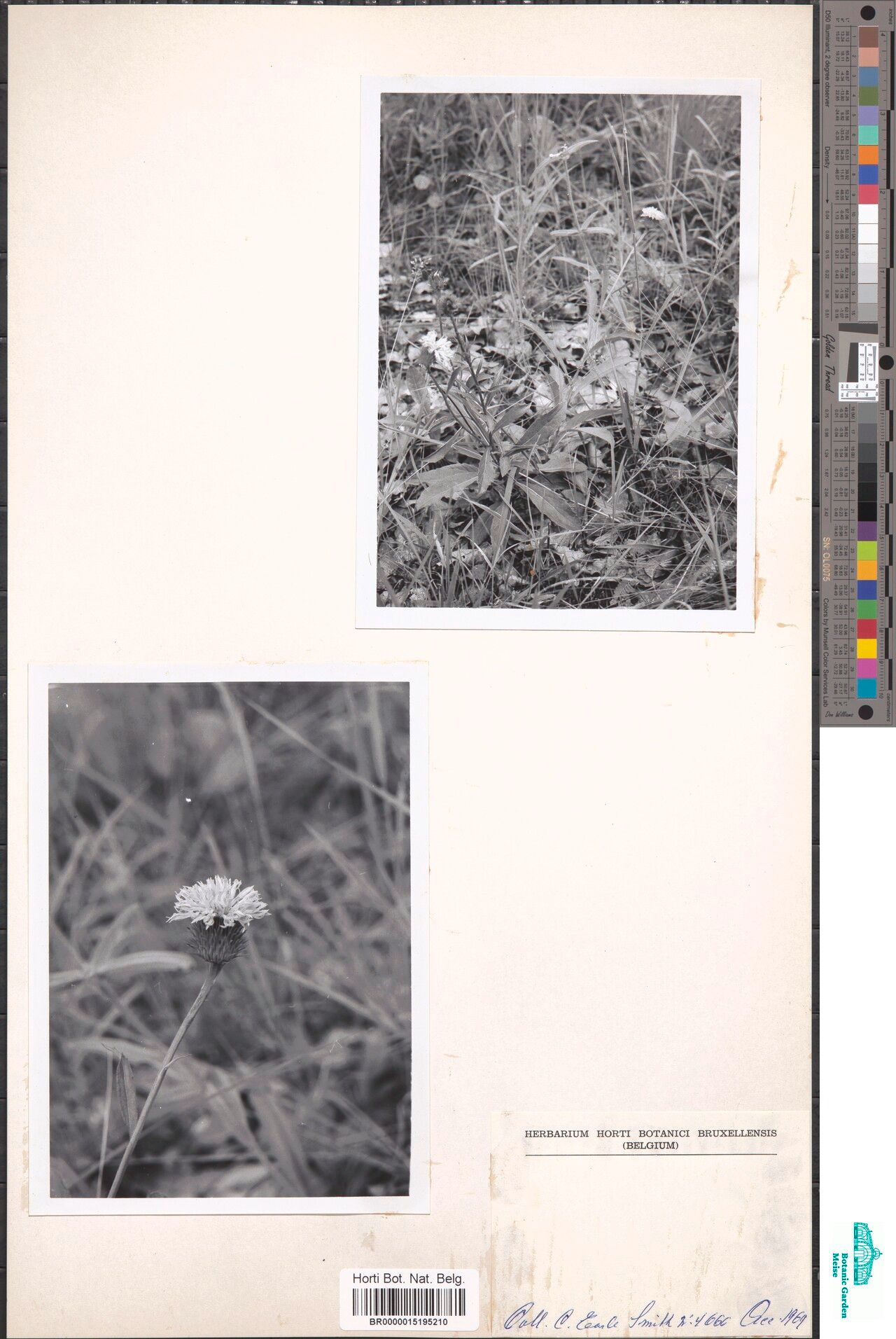 Gymnanthemum urticifolium — houseplant care guide