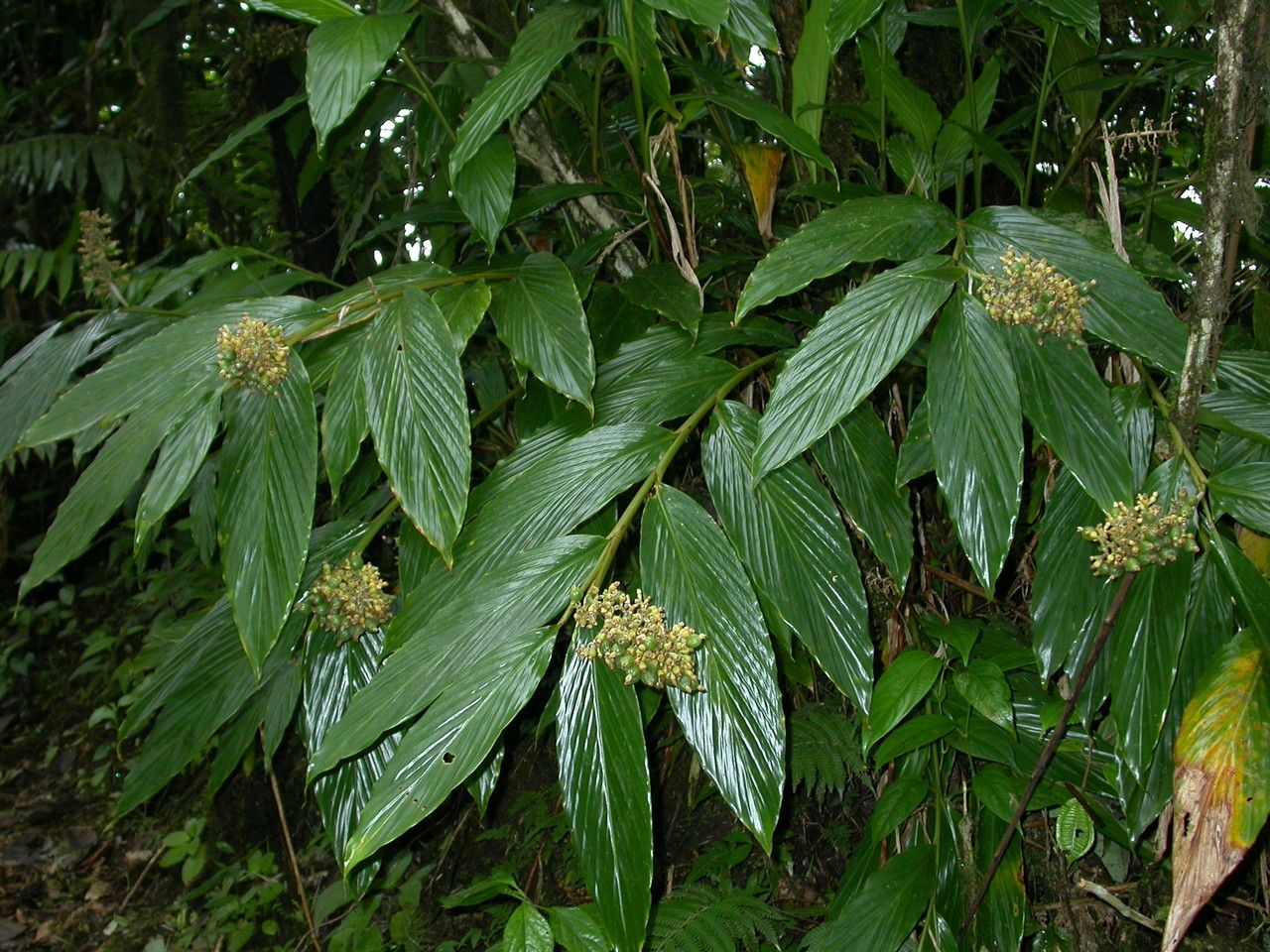 Renealmia pyramidalis habit
