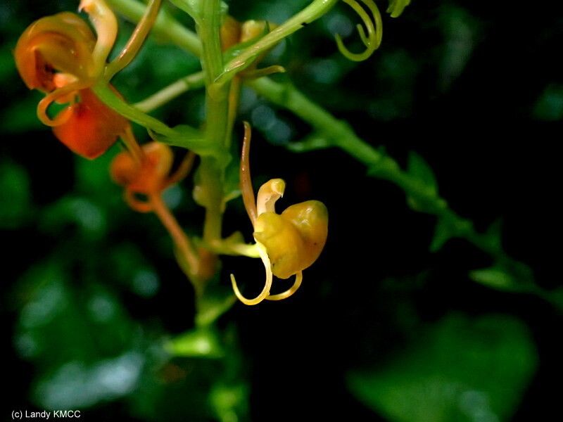 Liparis sambiranoensis flower