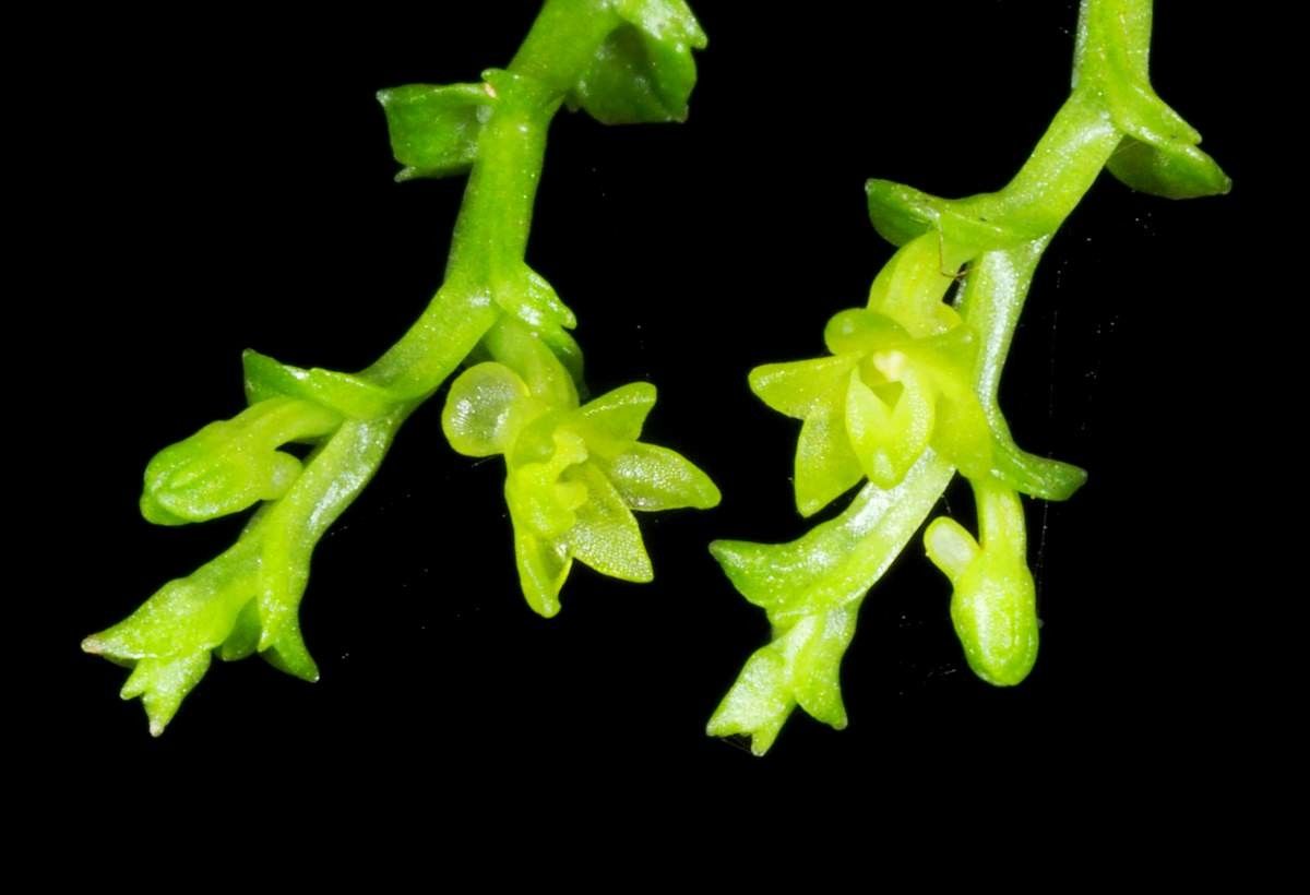 Taeniophyllum graptolitum fruit