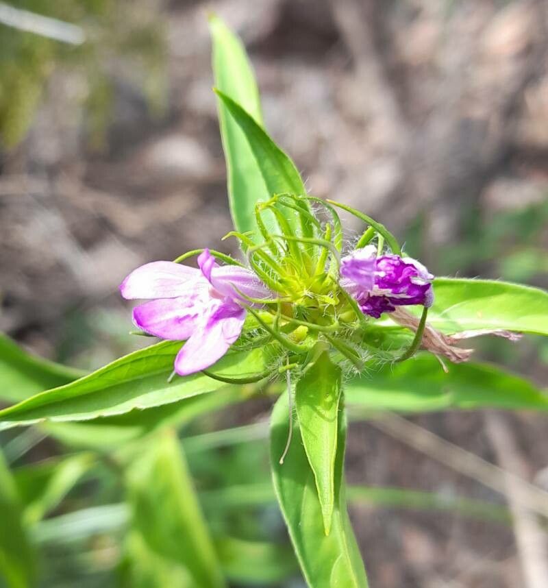 Justicia squarrosa flower