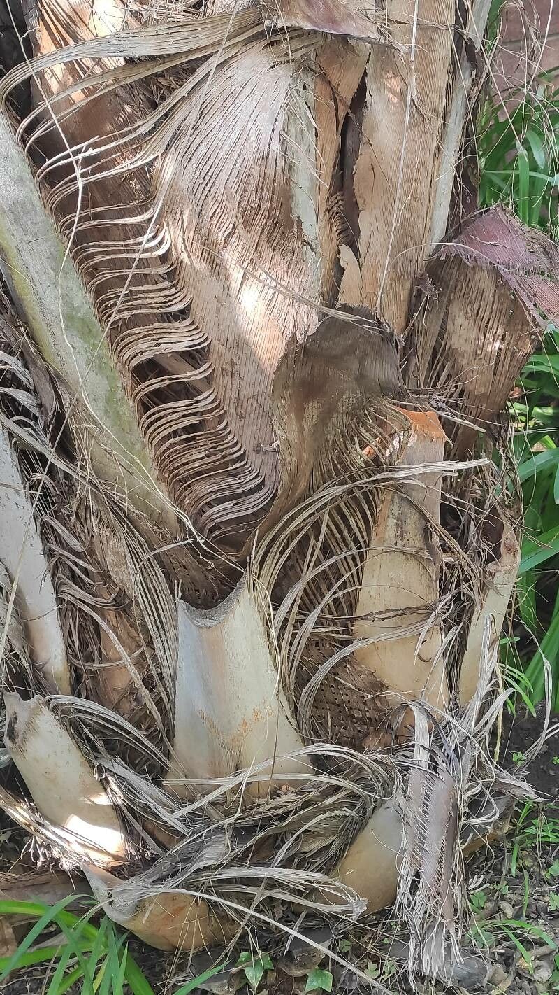 Beccariophoenix madagascariensis bark
