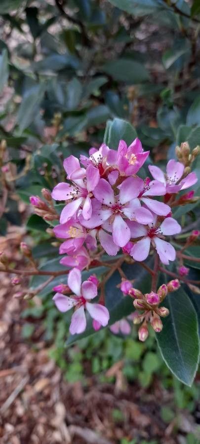 Rhaphiolepis × delacourii flower
