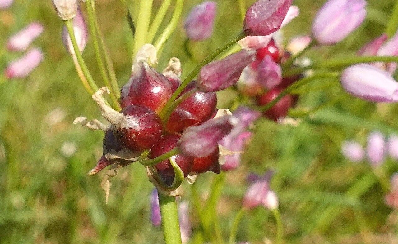 Allium roseum fruit
