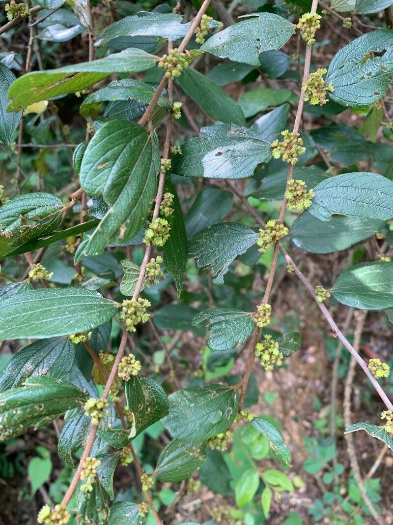 Ziziphus oenopolia flower