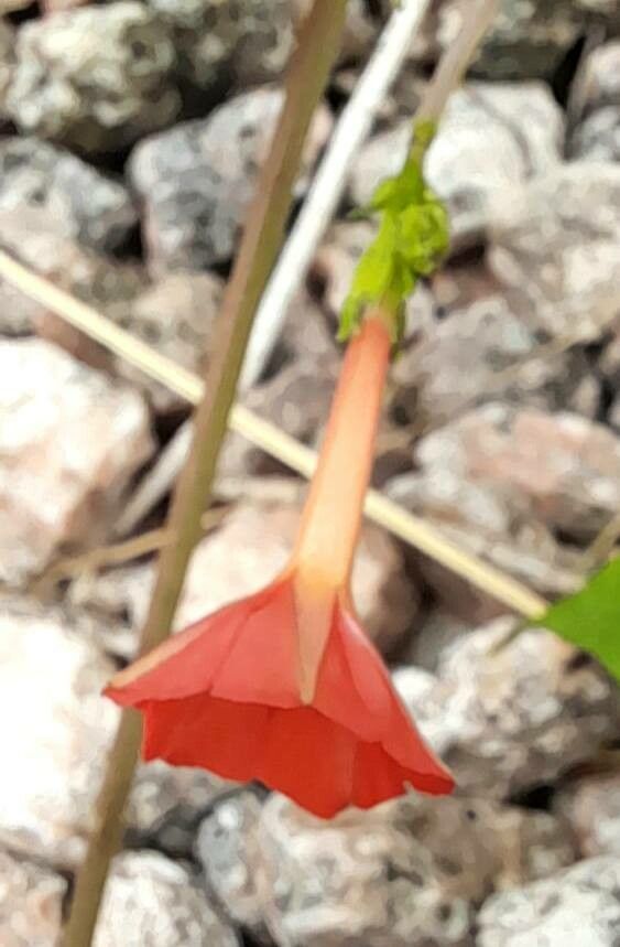 Ipomoea rubriflora flower