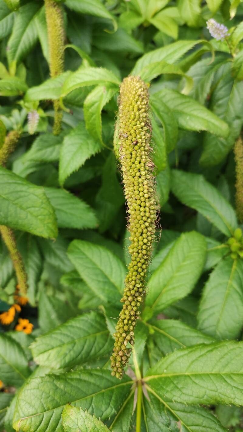 Veronicastrum sibiricum fruit