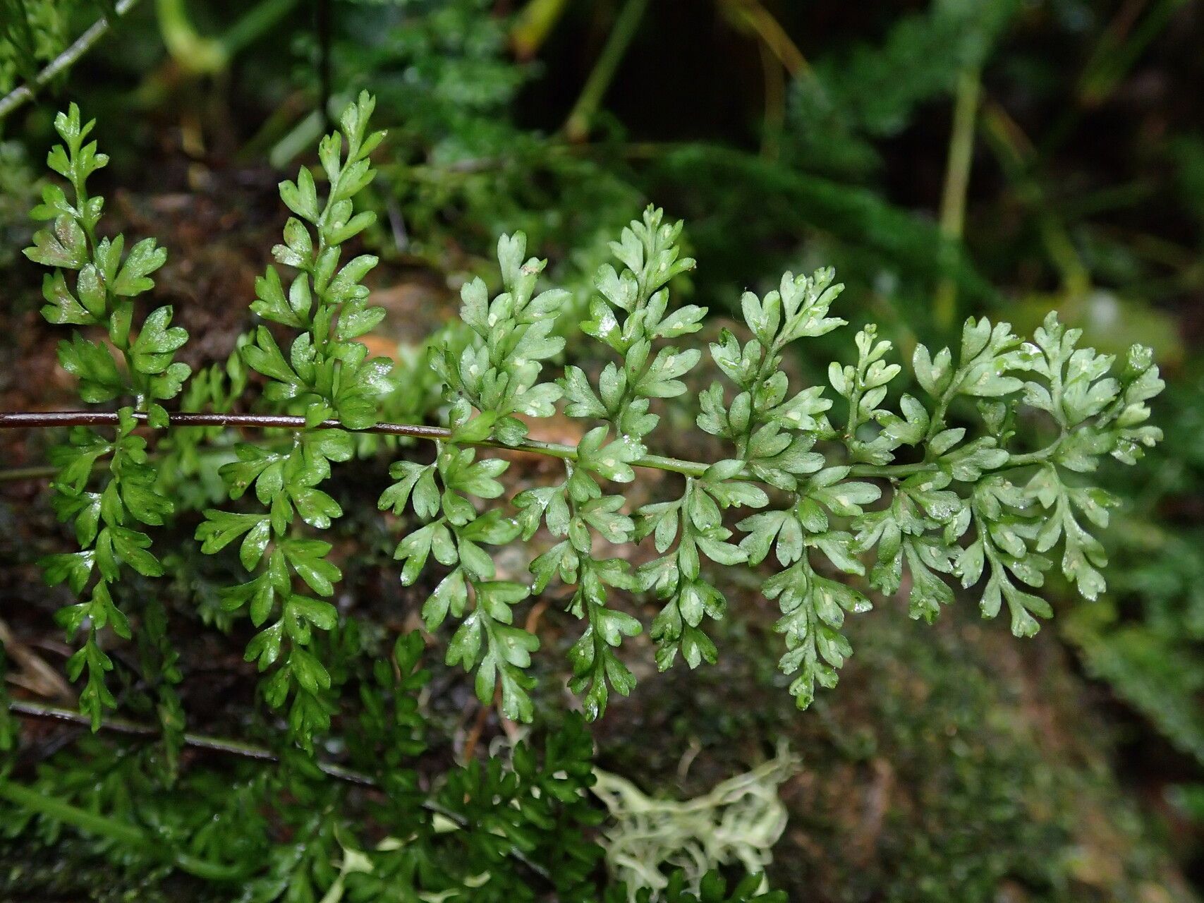 Asplenium abyssinicum leaf