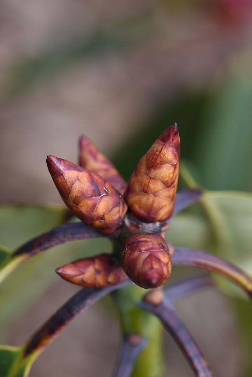 Rhododendron davidii other