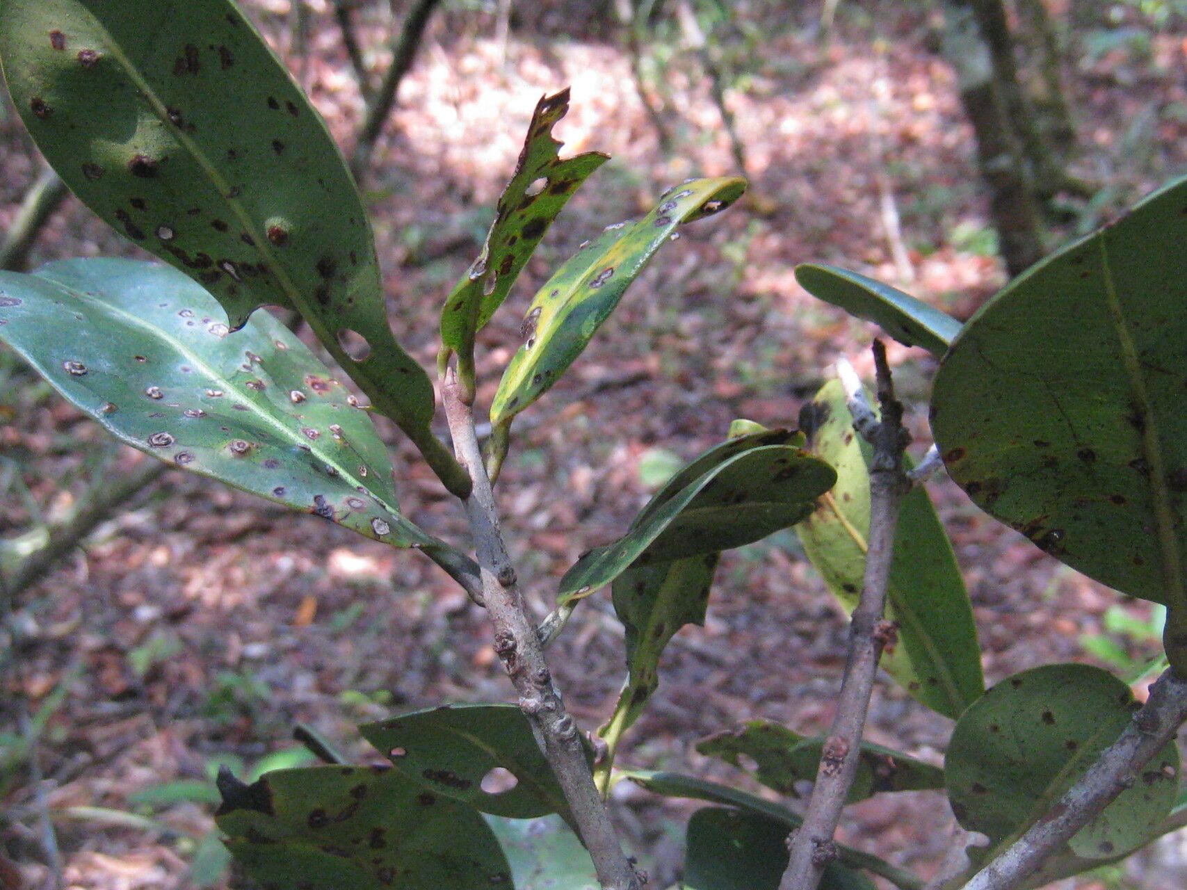 Pradosia schomburgkiana — houseplant care guide