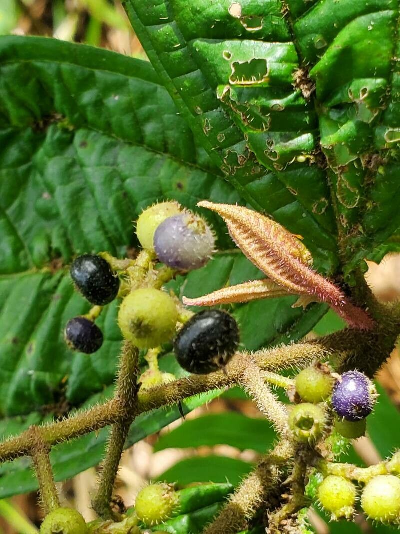 Miconia ibaguensis fruit