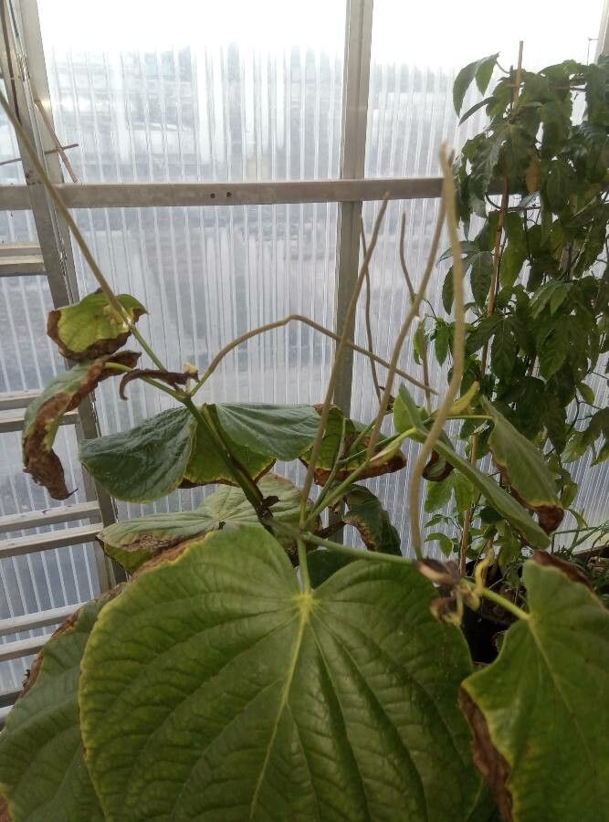 Piper umbellatum flower