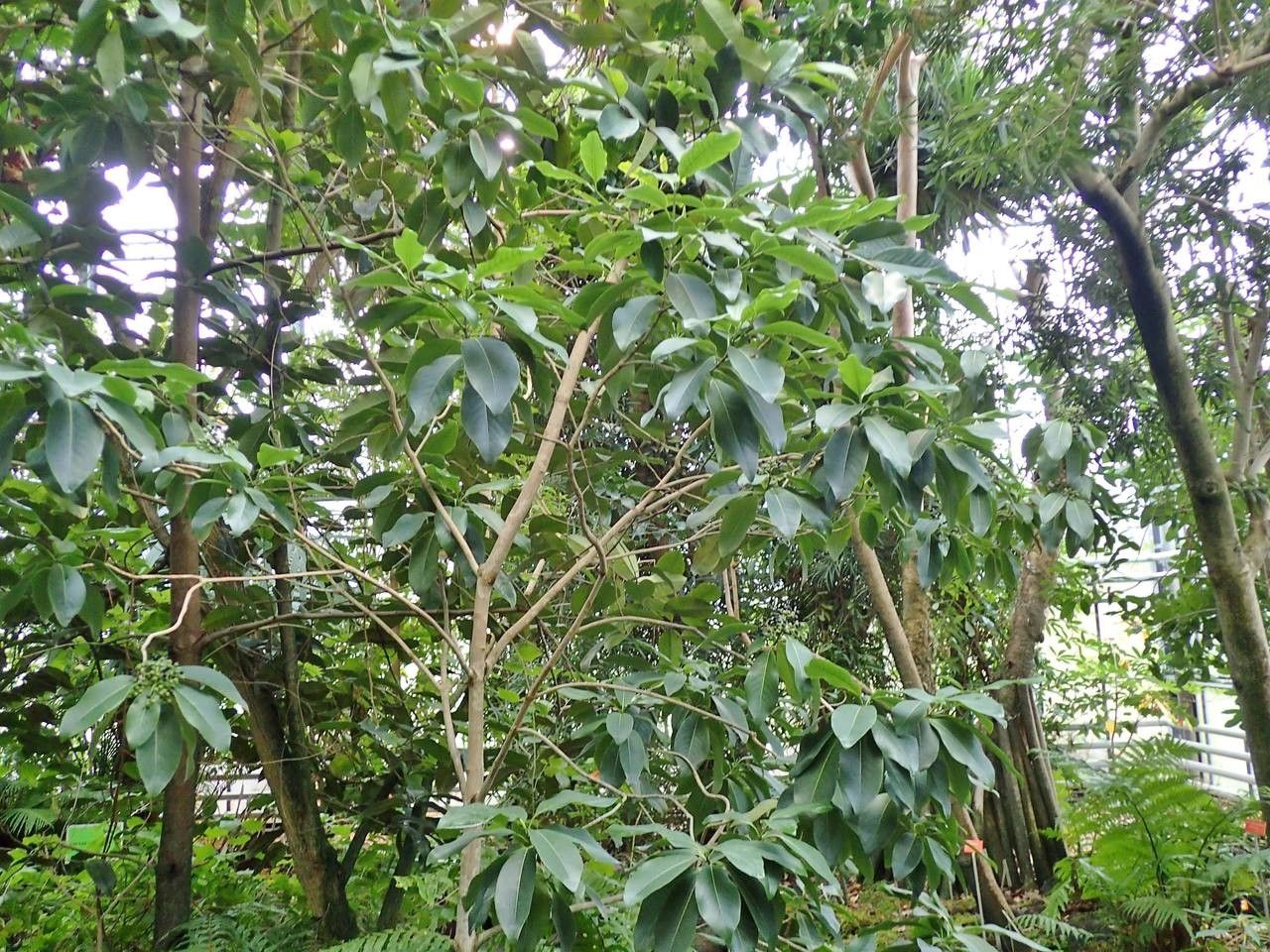 Coptosperma borbonicum habit
