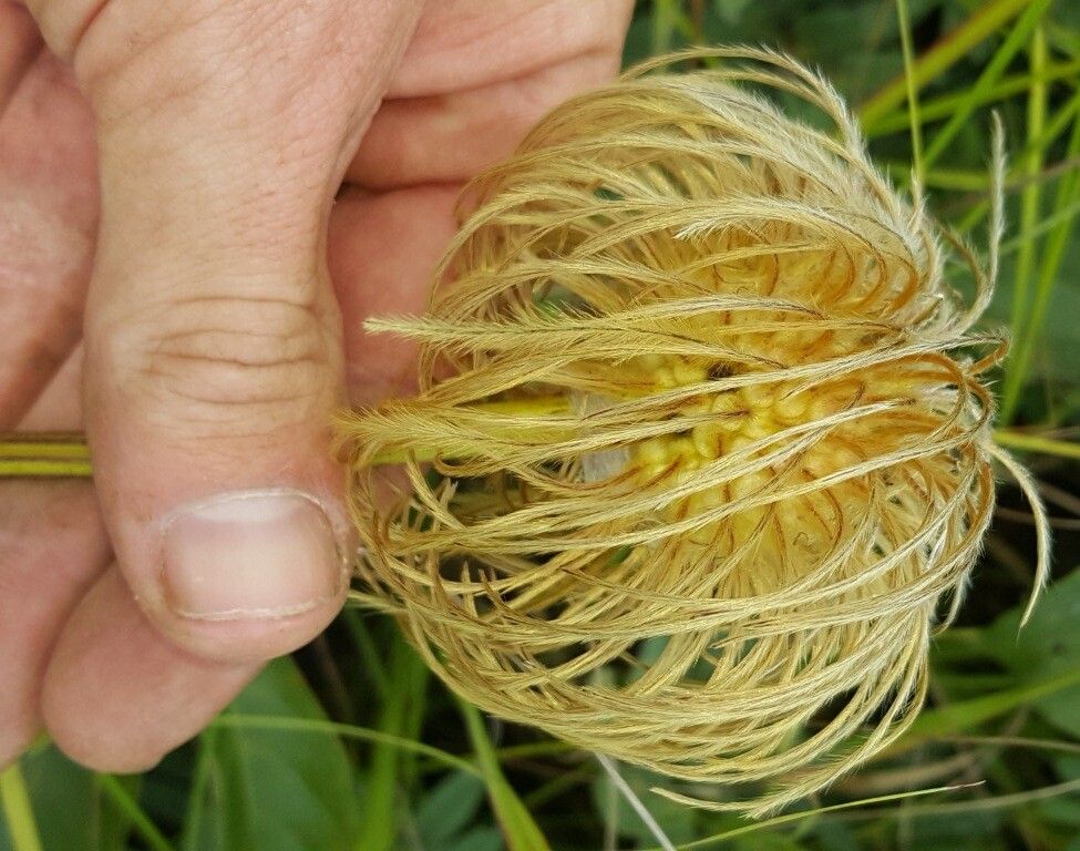 Clematis chrysocarpa fruit