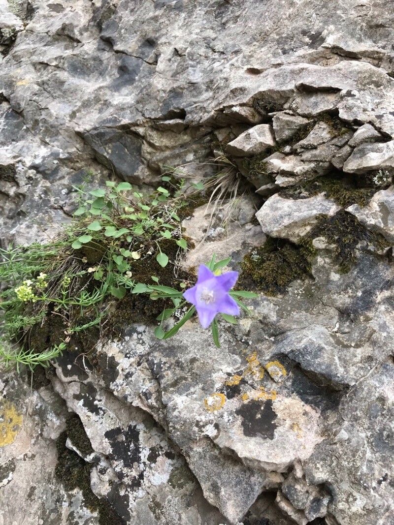 Campanula forsythii habit