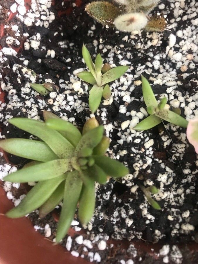 Orostachys japonica leaf