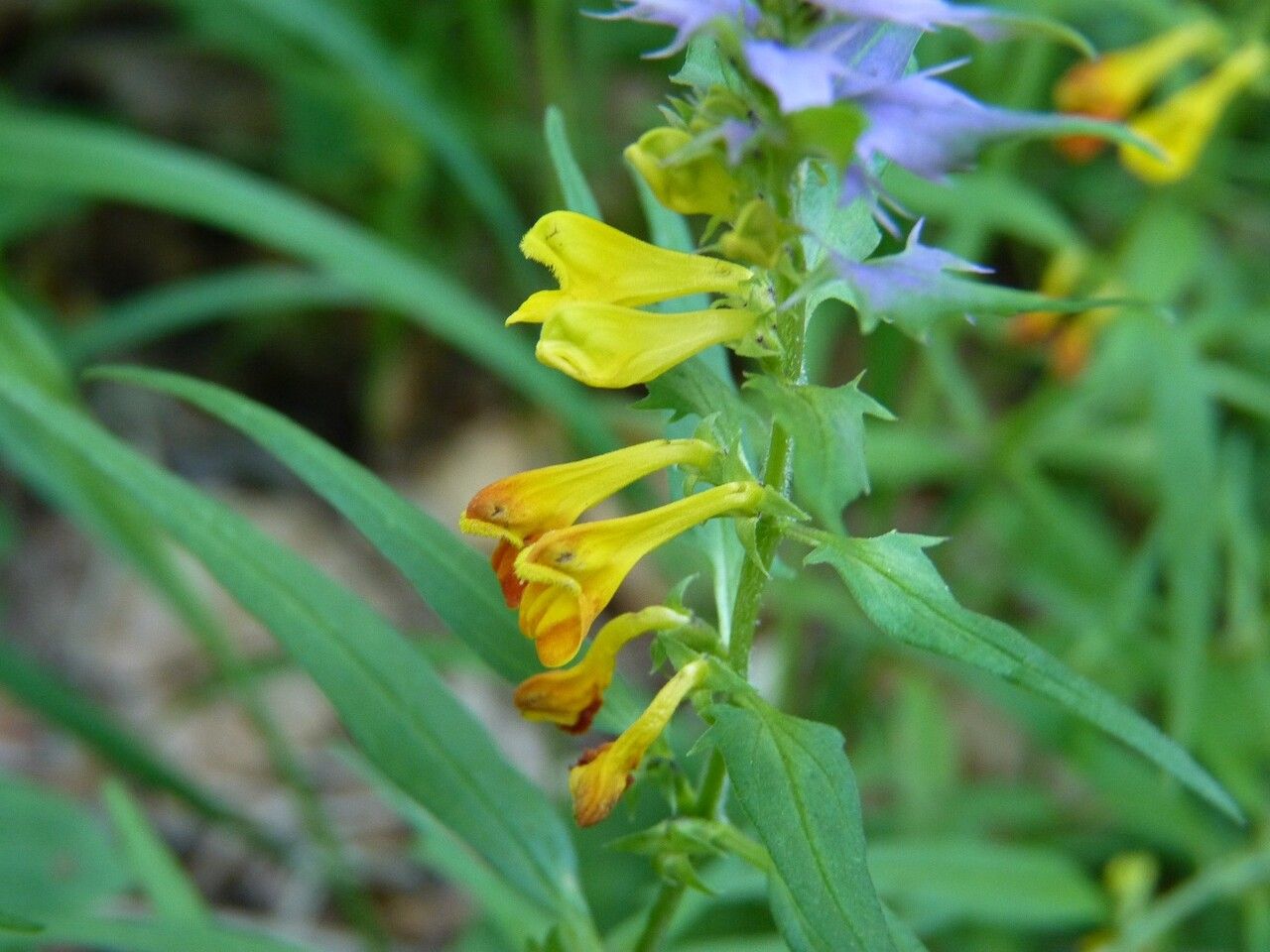 Melampyrum nemorosum flower