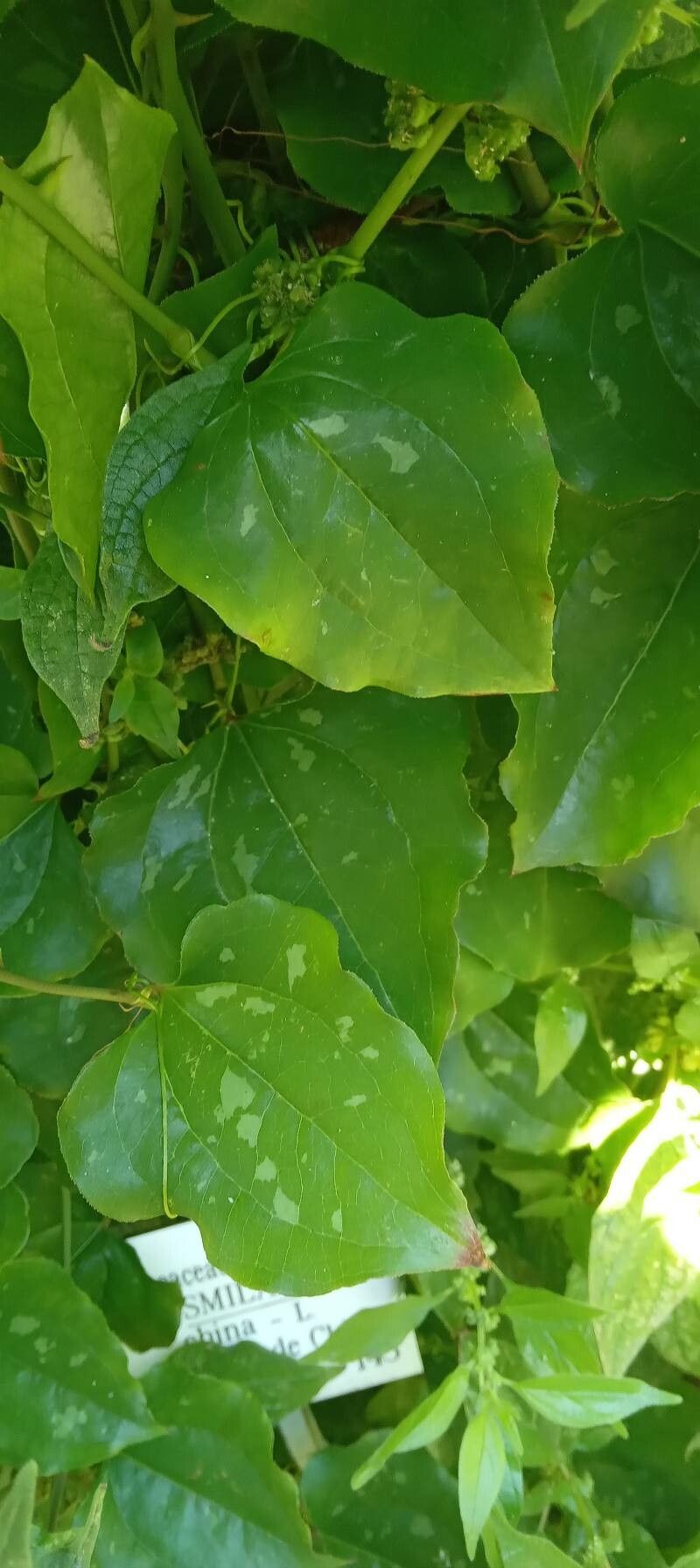 Smilax china — search result for 'China and Vietnam'