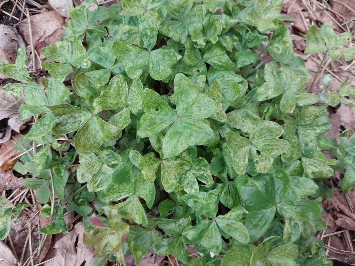 Oxalis griffithii — houseplant care guide