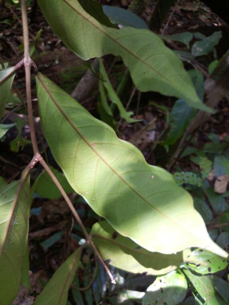Guarea costata leaf