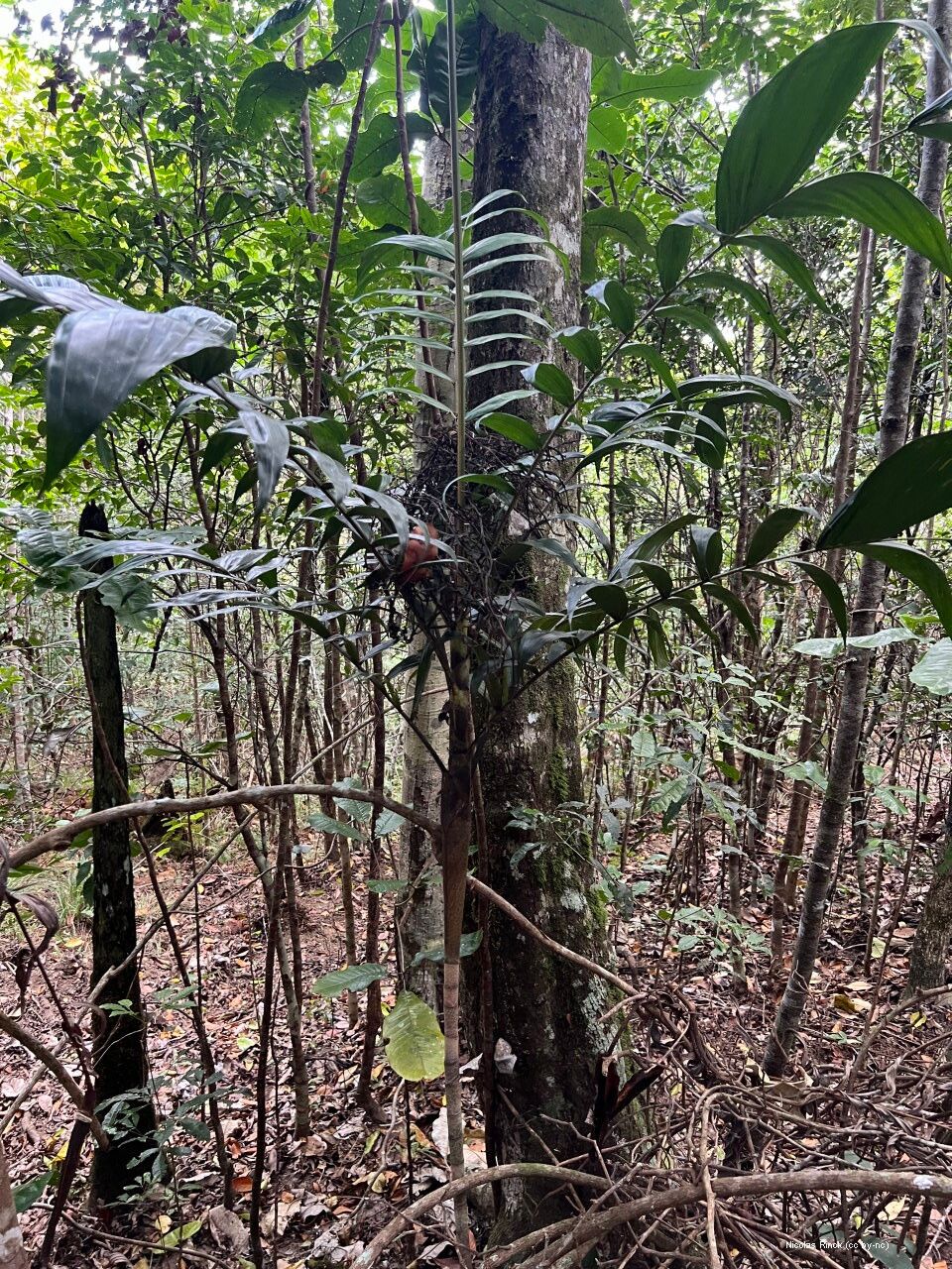 Basselinia eriostachys — related species from the same genus