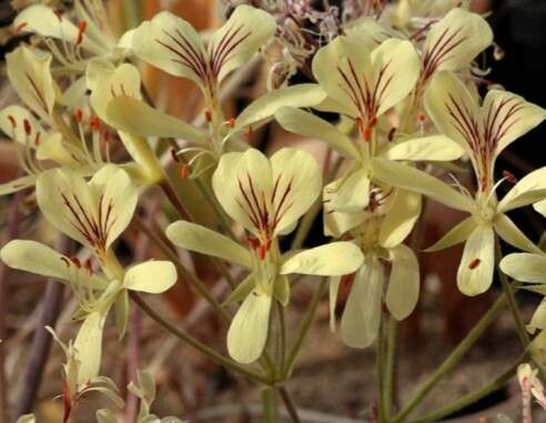 Pelargonium oblongatum — houseplant care guide