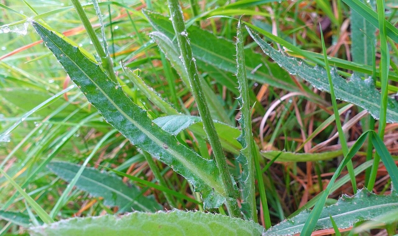 Cirsium dissectum — search result for 'Germany'
