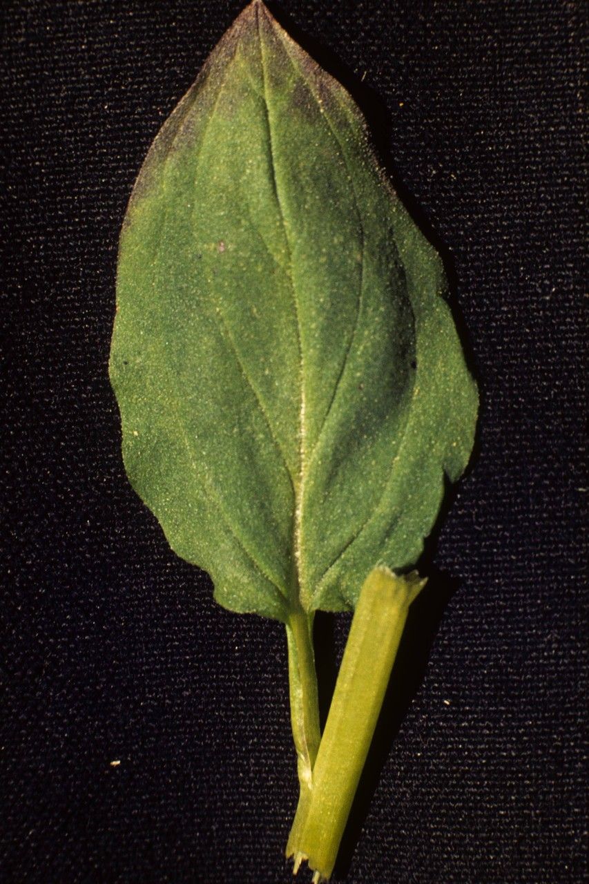 Mertensia bella other