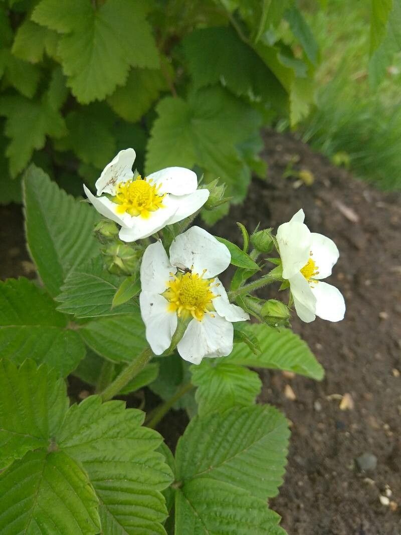 Fragaria moschata flower