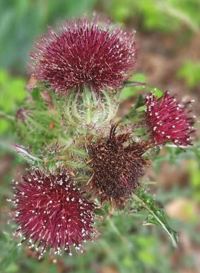 Cirsium edule flower